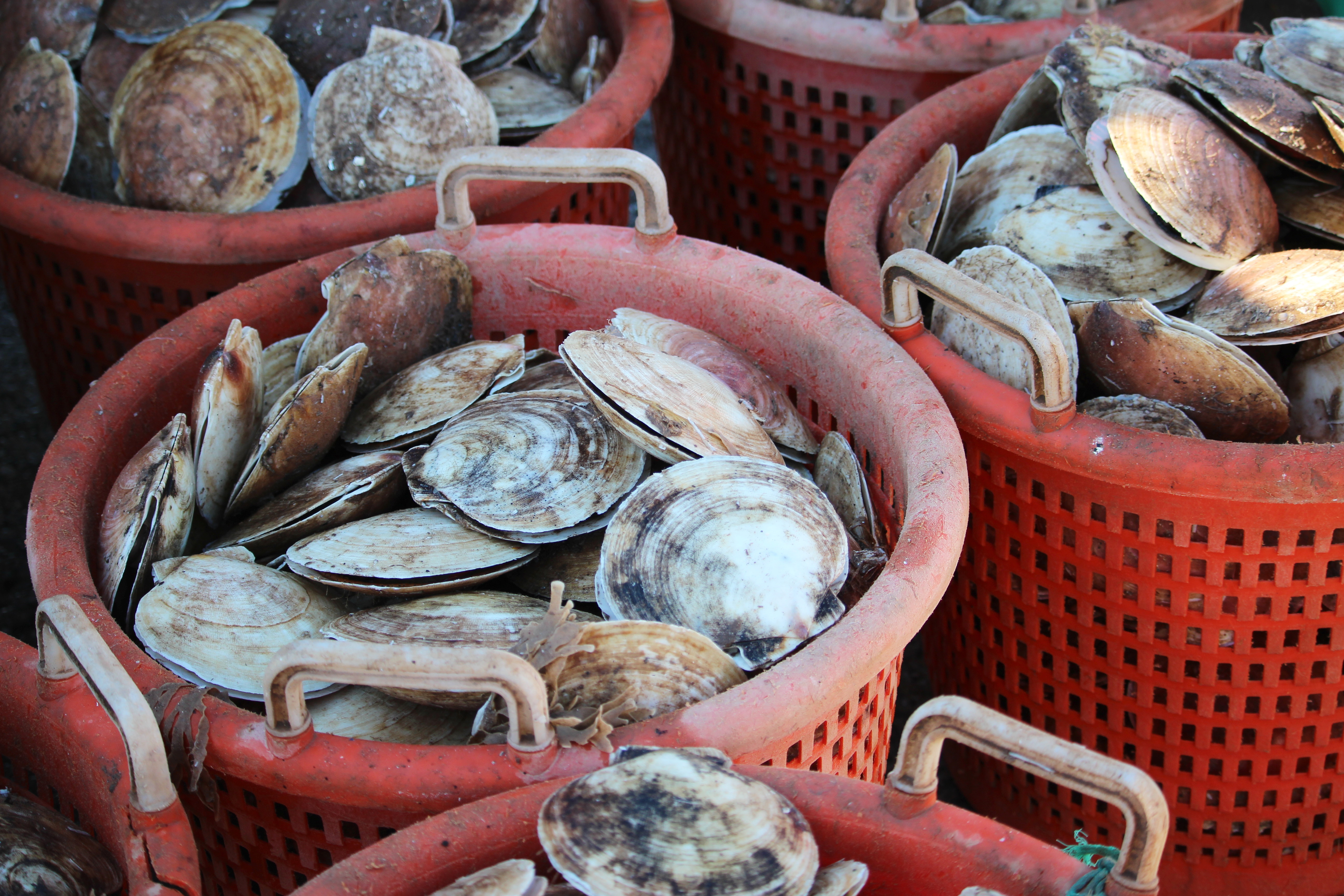 Shellfish Plant Is Putting Scallops On IBM’s Food Tracking Blockchain