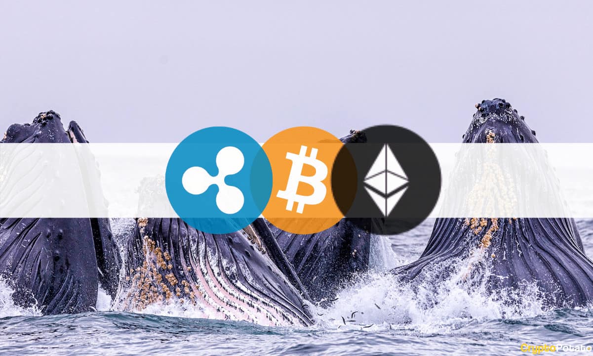 Whales-on-a-buying-spree:-large-bitcoin,-ethereum,-ripple-addresses-keep-accumulating-in-april