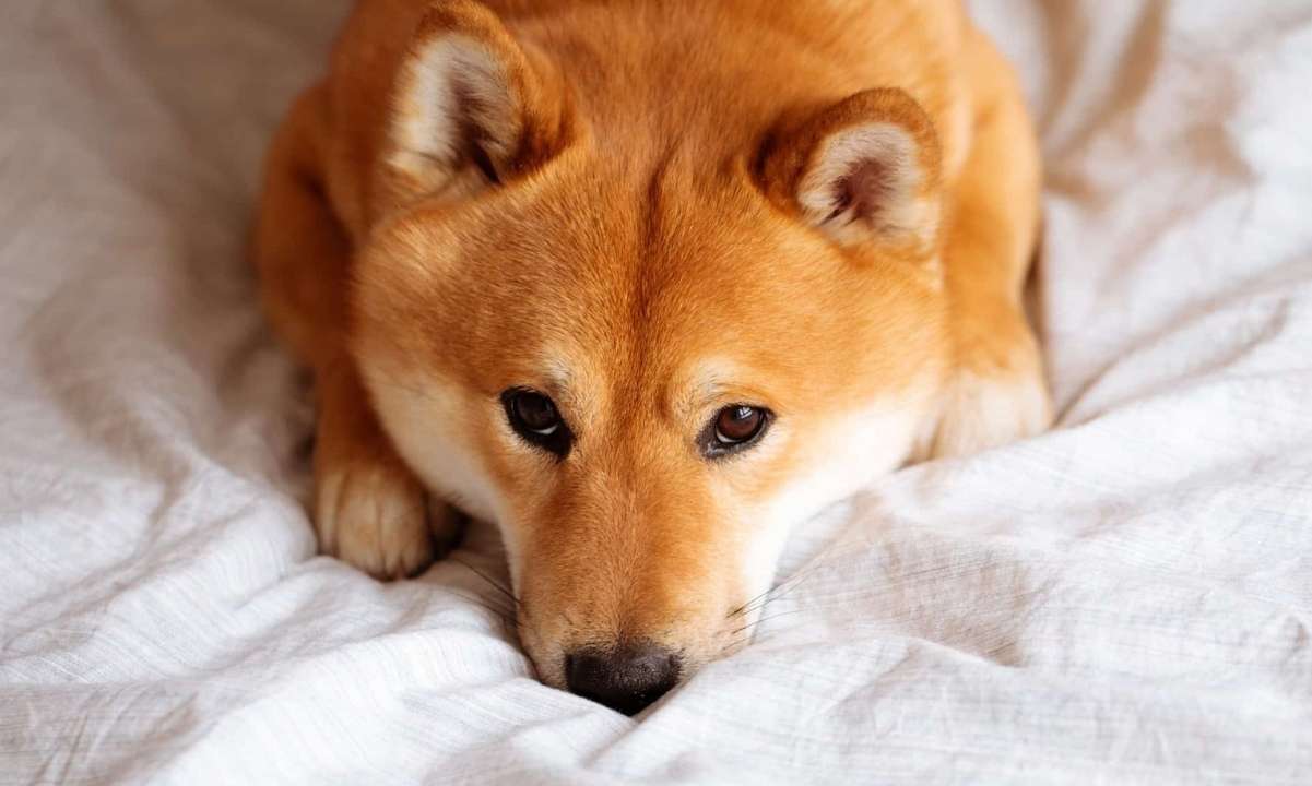 Shiba-inu-(shib)-team-launches-beta-version-of-doggy-dao