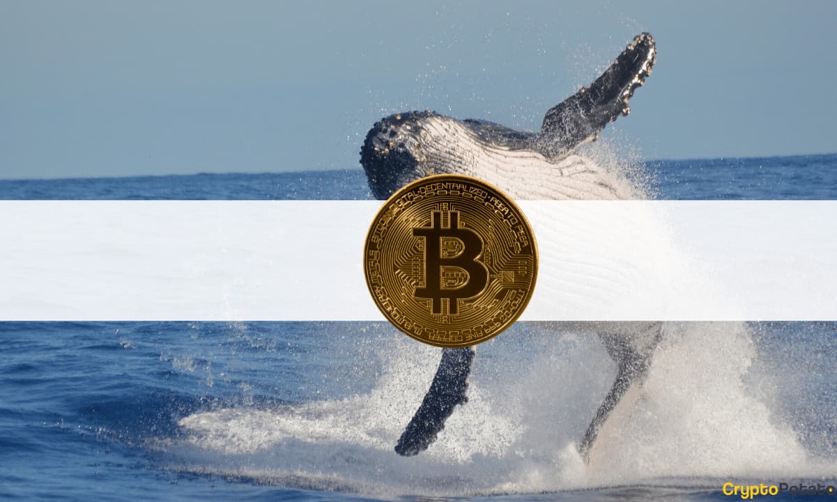 Bitcoin-whales-at-3-year-low,-retail-investors-at-ath