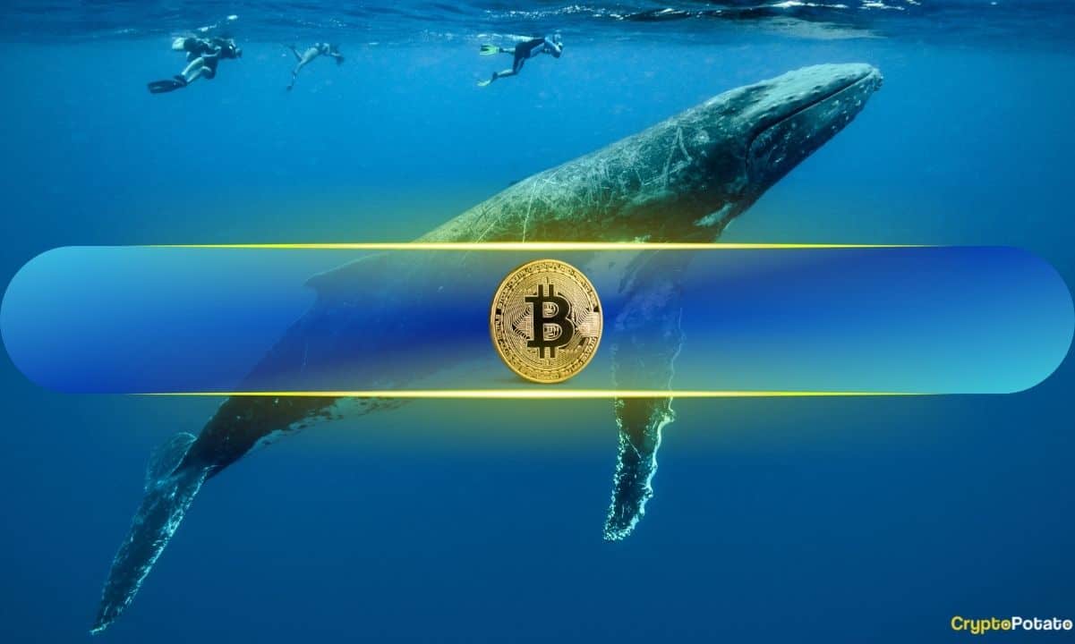 Large-bitcoin-holders-scoop-up-20,000-btc,-setting-new-monthly-accumulation-record:-data