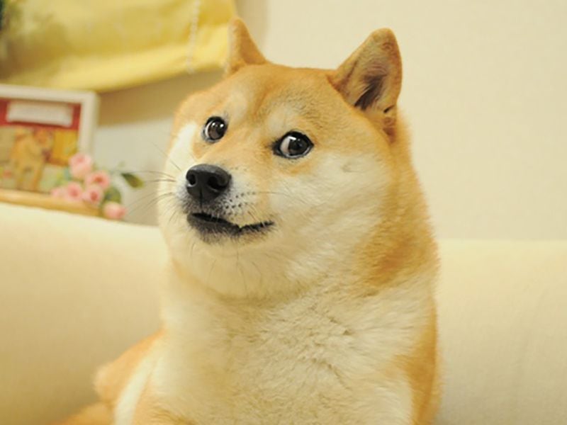 Dogecoin-pup-owner’s-new-shiba-inu-ends-up-in-neiro-memecoin-drama