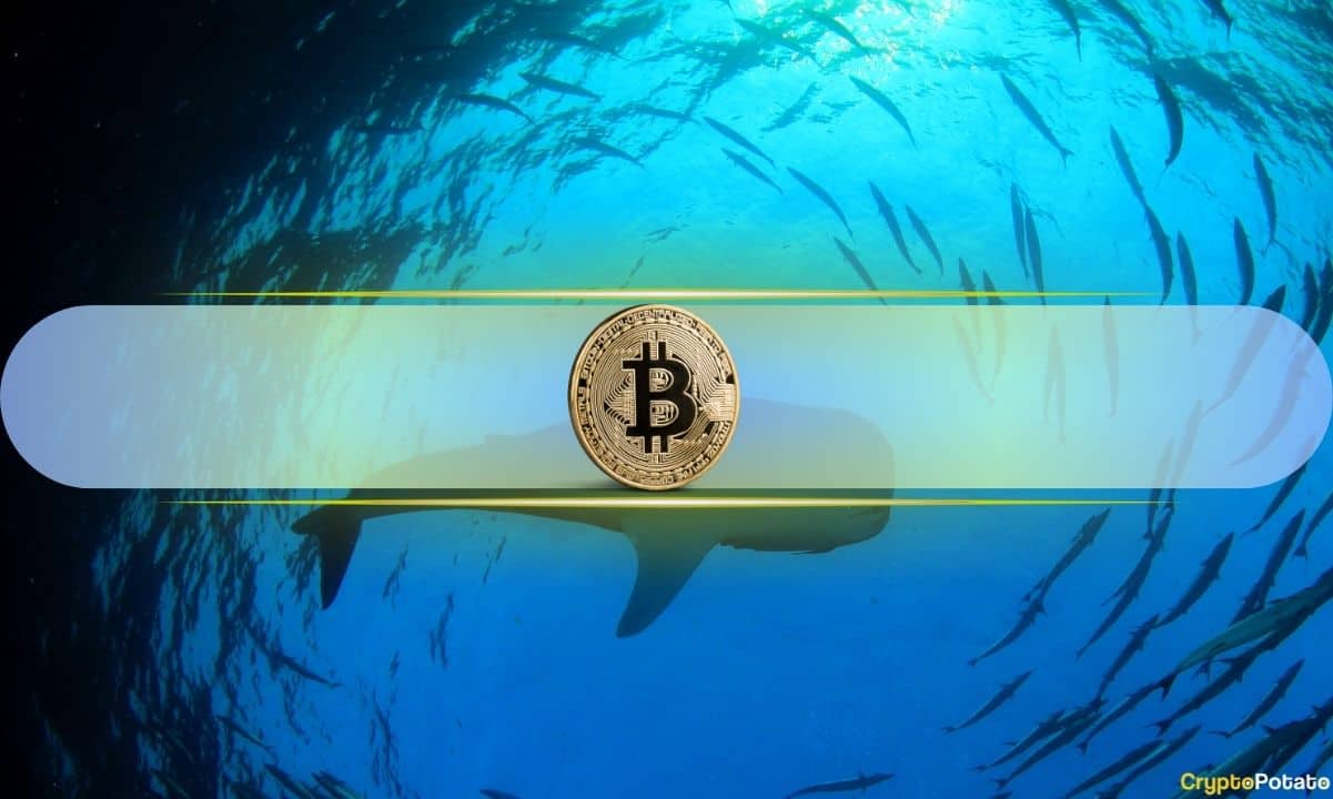 Bitcoin-whales-accumulated-$22.8-billion-in-btc-despite-market-drop