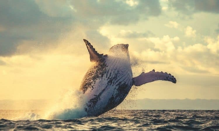 These-crypto-projects-are-seeing-the-highest-increase-in-whale-activity