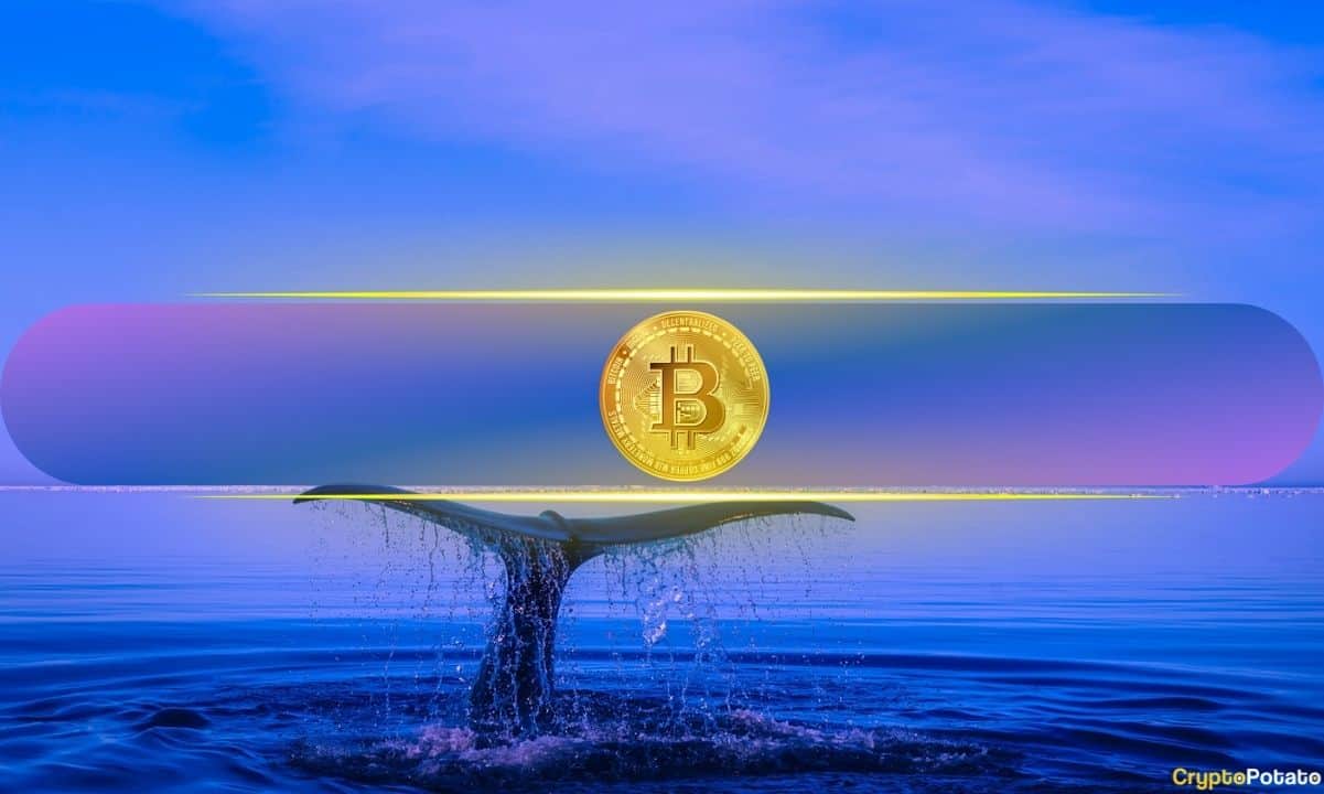 Does-bitcoin’s-rising-whale-wallets-and-hash-rate-signal-calm-before-the-storm?