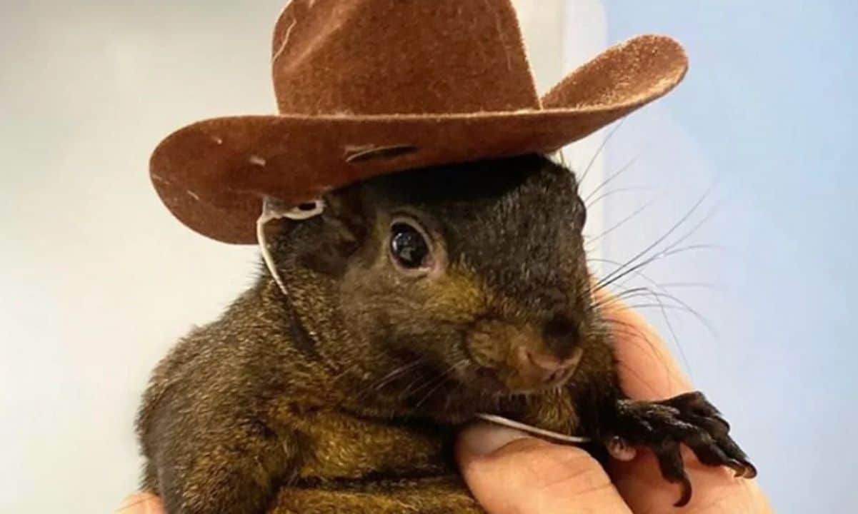 Peanut-the-squirrel-(pnut)-meme-coin’s-market-cap-surged-to-$130m-following-musk’s-post