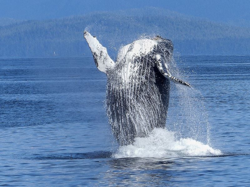 Humpy-the-whale-cost-ftx,-alameda-$1-billion-in-losses,-lawsuit-alleges