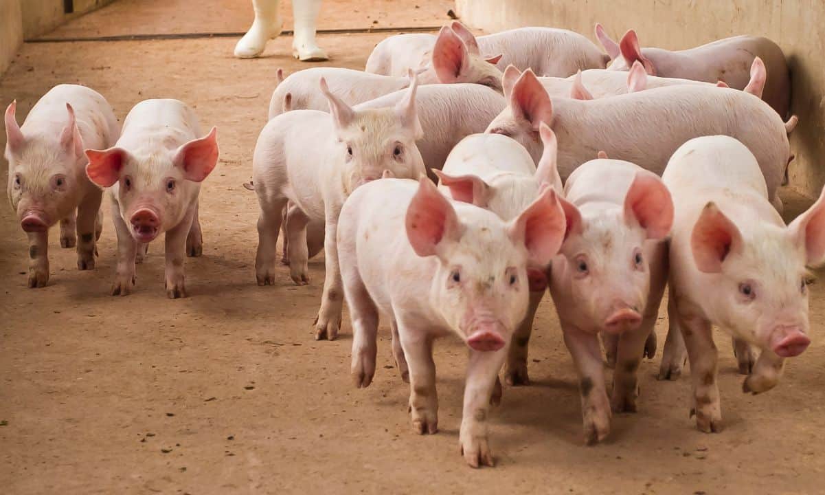 Over-$5.5-billion-stolen-in-pig-butchering-scams:-cyvers-reports